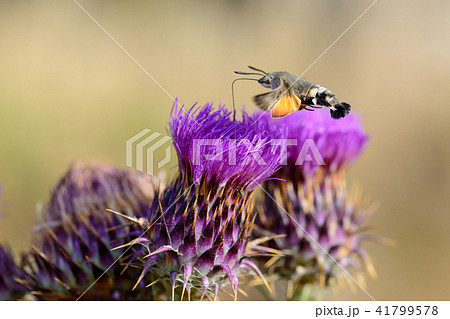 Hummingbird hawk moth feeding on flower 41799578