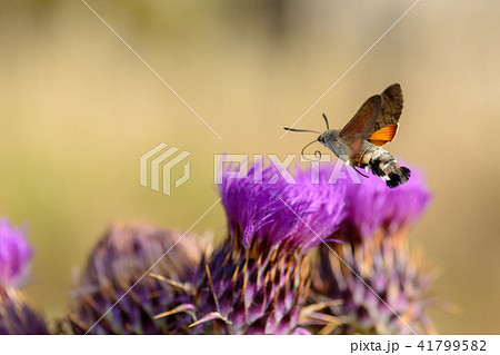 Hummingbird hawk moth feeding on flower Hummingbird hawk moth feeding on flower 41799582