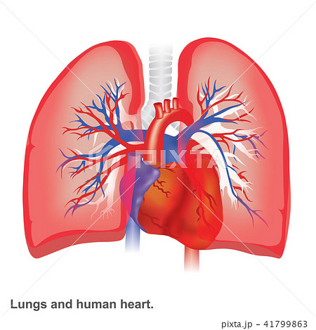 Lungs and human heart illustration anatomy. Lungs and human heart illustration anatomy. 41799863