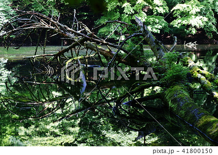 シラヌタの池 シラヌタの池 41800150