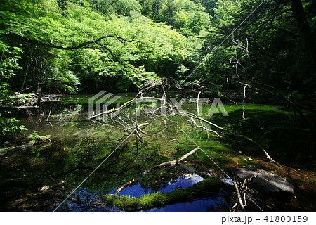 シラヌタの池 シラヌタの池 41800159