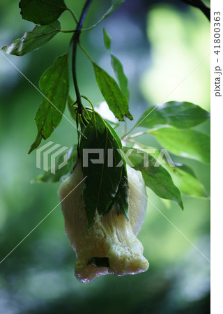 モリアオガエルの卵塊 41800363