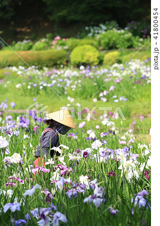 花摘み娘 41800454