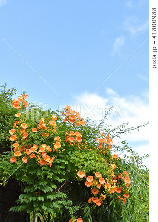 ノウゼンカズラ（凌霄花） 41800988