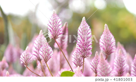 Tiarella sky rocket pink color flowers close-up 41801003