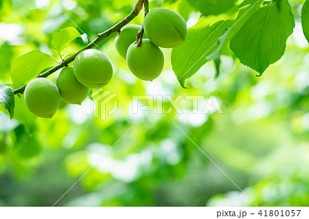 木になる梅の実の写真素材