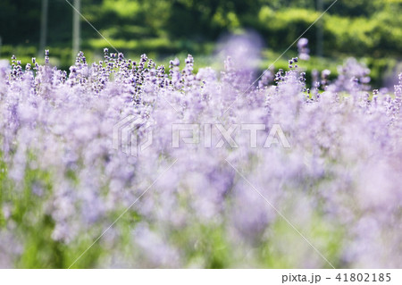 ラベンダー 花 畑 41802185