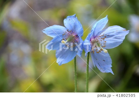 六甲高山植物園のヒマラヤの青いケシ 41802505