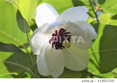 六甲高山植物園のオオヤマレンゲ 六甲高山植物園のオオヤマレンゲ 41802509