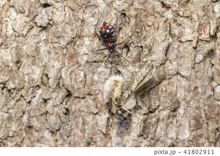 ヨコヅナサシガメ 41802911