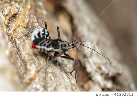 ヨコヅナサシガメ 41802912