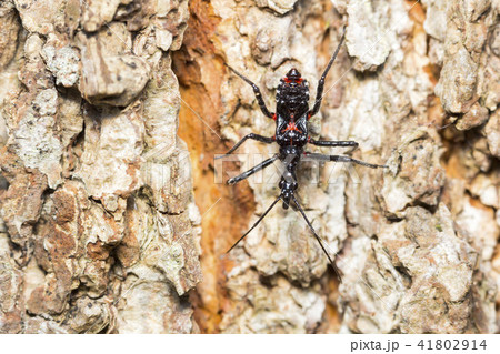 ヨコヅナサシガメ 41802914