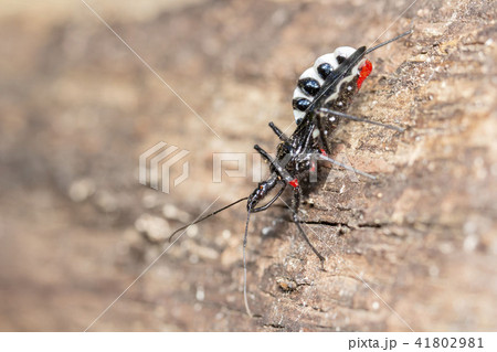 ヨコヅナサシガメ 41802981