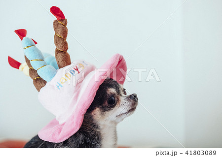 誕生日ケーキの帽子をかぶっている犬の顔 チワワの写真素材