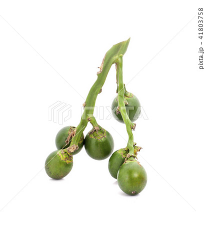 Betel nut , Areca palm (Areca catechu Linn.) 41803758