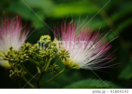 合歓の花 41804142