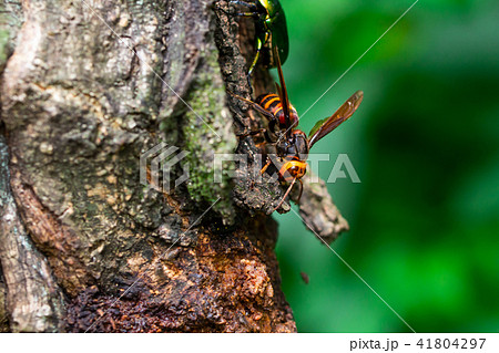 オオスズメバチ クヌギの木 オオスズメバチ クヌギの木 41804297