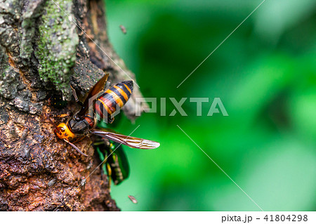 オオスズメバチ　クヌギの木 41804298
