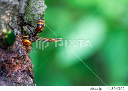 オオスズメバチ　クヌギの木 41804302