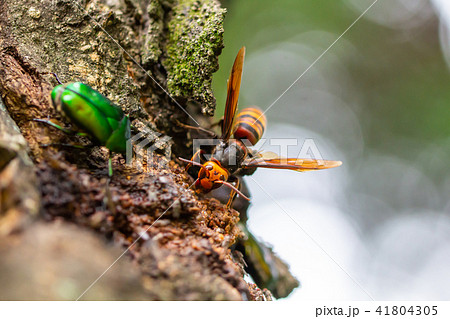 オオスズメバチ　クヌギの木 41804305