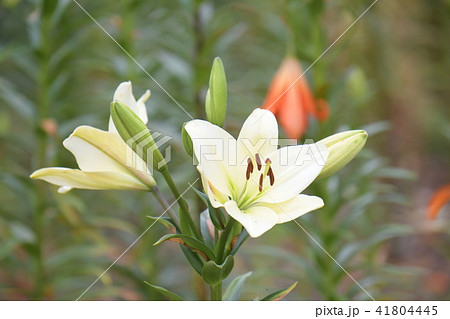 百合の花 41804445