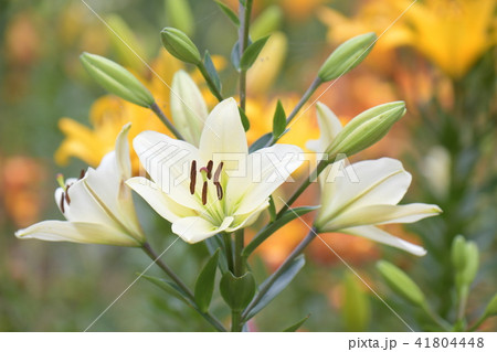 百合の花 41804448