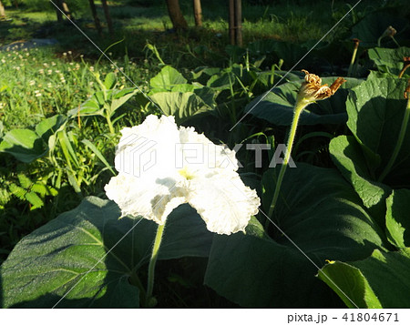 夕顔:かんぴょうの花 夕顔:かんぴょうの花 41804671