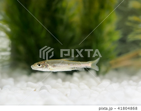 川魚の稚魚の写真素材