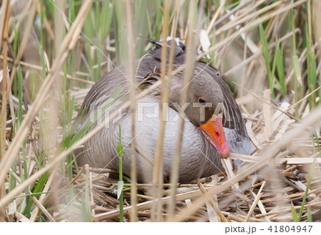 Greylag goose sitting on a nest 41804947