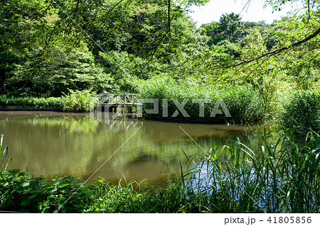 国立自然教育園　東京都 41805856