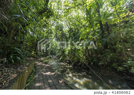 等々力渓谷　谷沢川 41806062