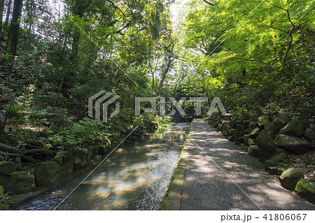 等々力渓谷　谷沢川 41806067