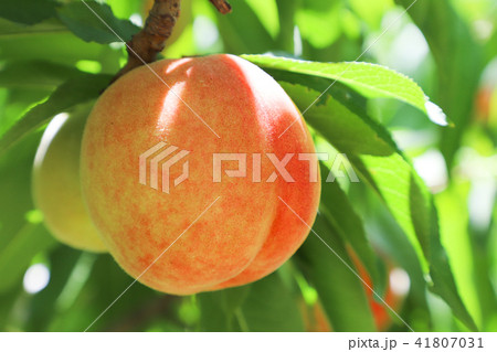 桃狩り 日川白鳳 山梨 桃狩り 日川白鳳 山梨 41807031
