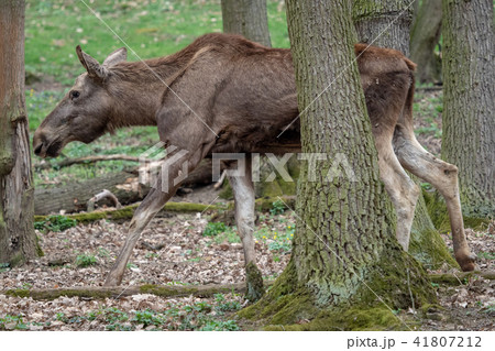 Female moose (Alces alces) walking in forest 41807212