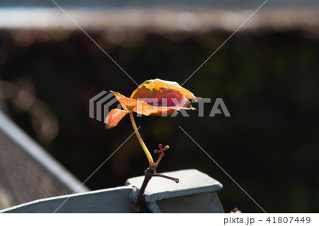 景色 風景 台湾 41807449