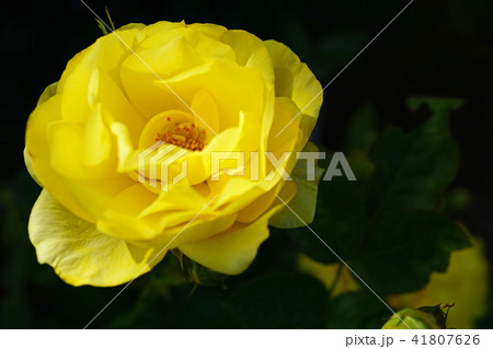 鮮やかな黄色が美しいバラ 鮮やかな黄色が美しいバラ 41807626