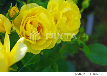 鮮やかな黄色が美しいバラ 鮮やかな黄色が美しいバラ 41807629