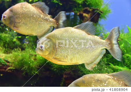 ピラニア　熱帯魚 41808904