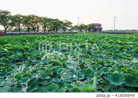 伊佐沼の古代蓮 41808949