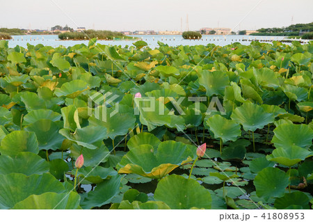 伊佐沼の古代蓮 41808953