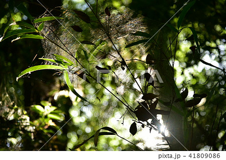 光を絡めとる 41809086