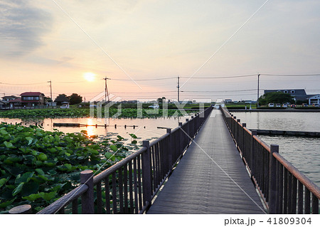 伊佐沼　遊歩道 41809304