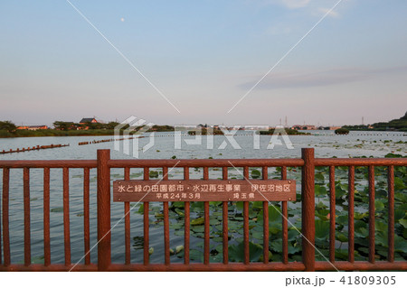 伊佐沼 遊歩道 伊佐沼 遊歩道 41809305
