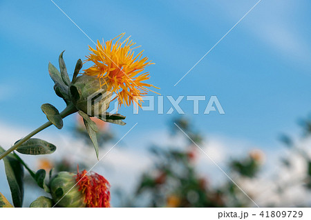 beautiful yellow safflowe in nature background beautiful yellow safflowe in nature background 41809729