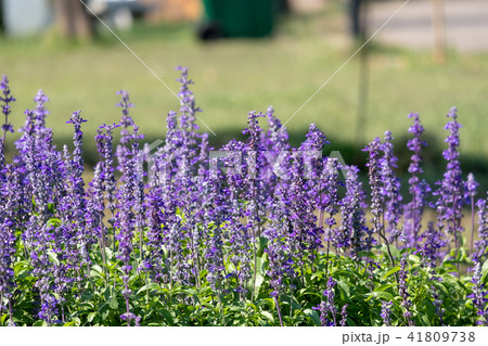 closeup beautiful fernleaf lavender flower closeup beautiful fernleaf lavender flower 41809738