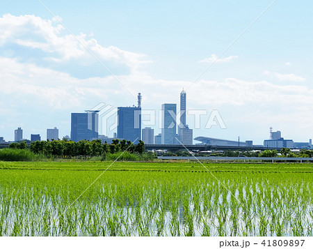 初夏の田んぼとさいたま新都心 41809897