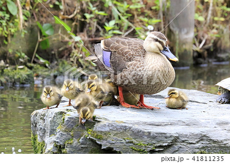 生後2日目のカルガモのヒナ 水に飛び込む瞬間 生後2日目のカルガモのヒナ 水に飛び込む瞬間 41811235
