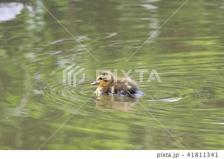 生後2日目のカルガモのヒナ　１羽 41811341