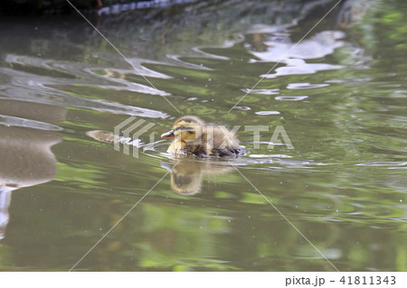 生後2日目のカルガモのヒナ　１羽 41811343
