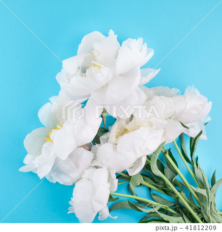 Blooming white peony flowers Blooming white peony flowers 41812209